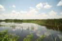 Everglades 6