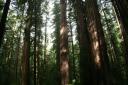 Redwood 4